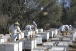 Više od meda u Dokukinu