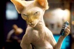 O mačkama i psima 2: Osveta Kitty Galore O mačkama i psima 2: Osveta Kitty Galore