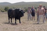 Vodimo vas na komediju godine - film "Sonja i bik" redateljice Vlatke Vorkapić