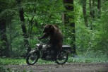 Medvjed (Ursul): Simpatična potjera za Martinom